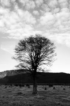 Black and white photograph of a solitary tree against Patagonian landscape in Ushuaia, Argentina.