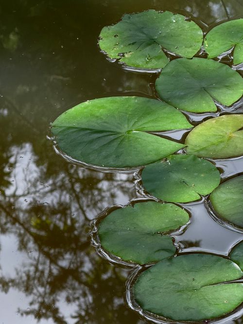 Free Lush green lily pads floating peacefully in a reflective pond with serene surroundings. Stock Photo