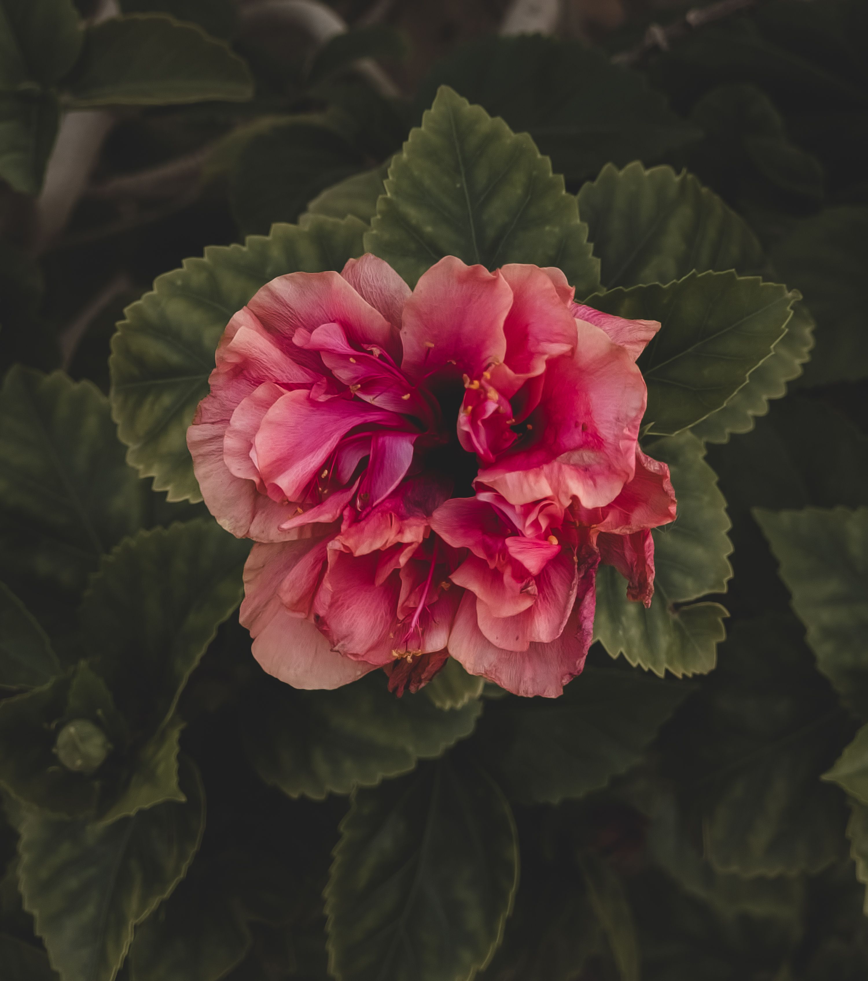 [ColoSach]-a-stunning-pink-hibiscus-flower-in-full-bloom-surrounded-by-lush-green-leaves,-captured-in-natural-light.