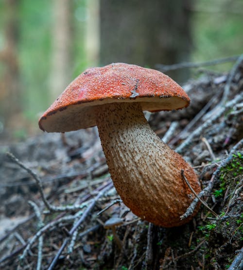Free Brown Mushroom in the Woods Stock Photo