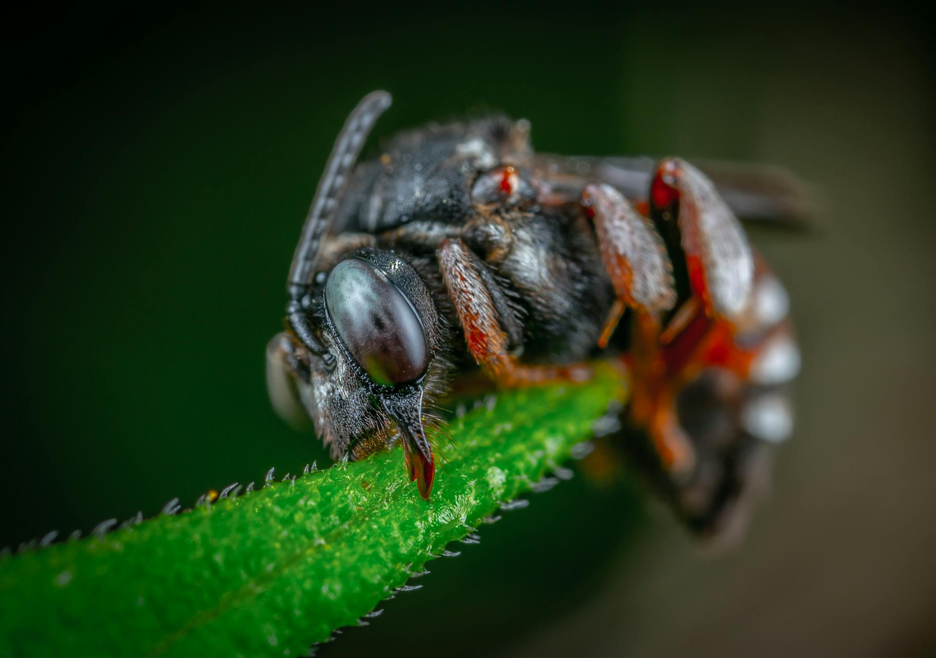 Close-Up Photo of Fly