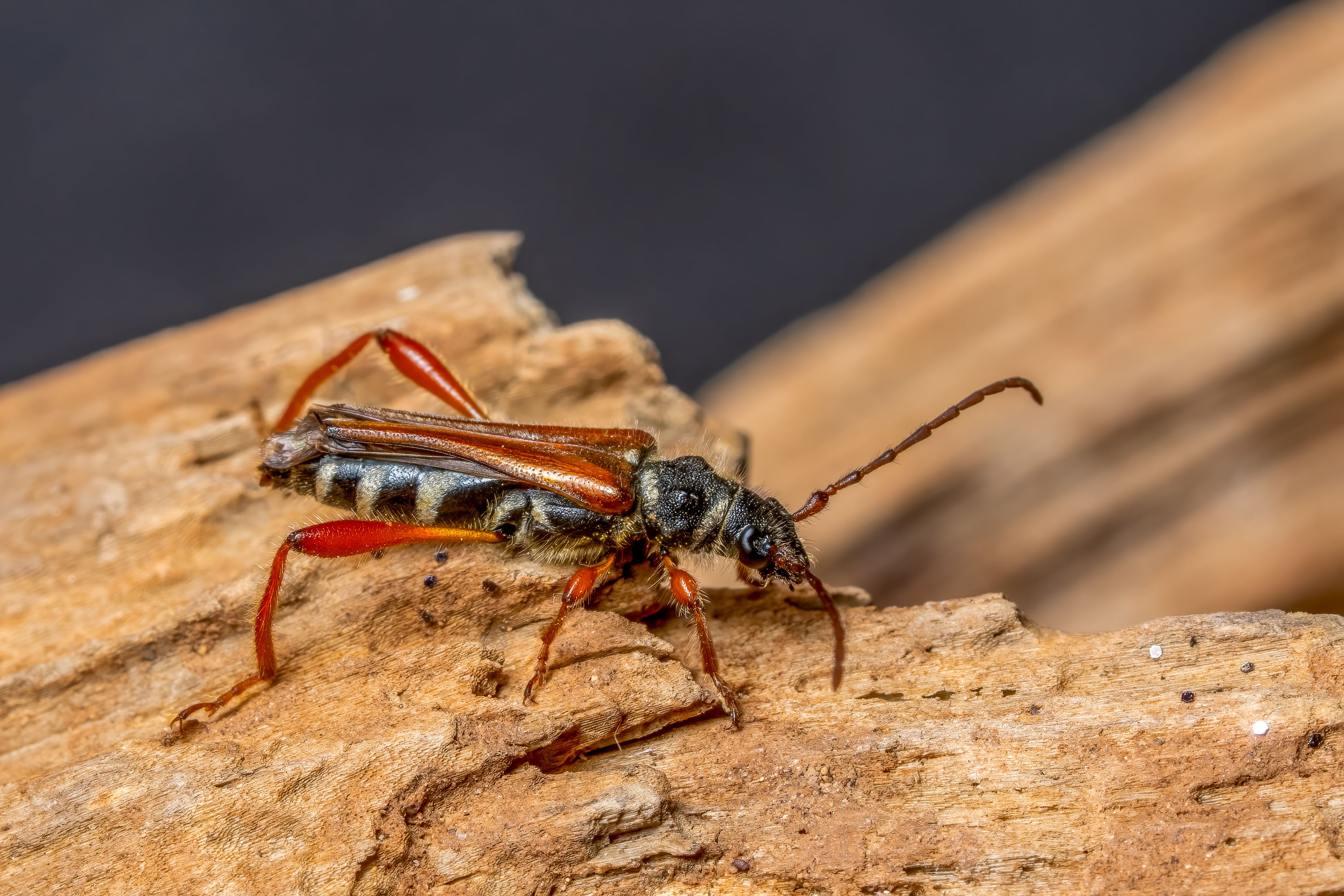 Live crickets and dubia roaches in a feeding container