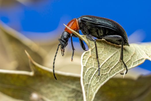 Close-up of a vibrant red-headed beetle perched on a leaf.