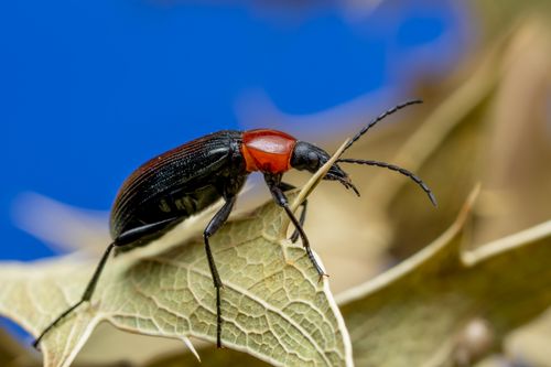 Free Close-up image of a red and black beetle resting on a spiky leaf, highlighting vivid colors and texture. Stock Photo