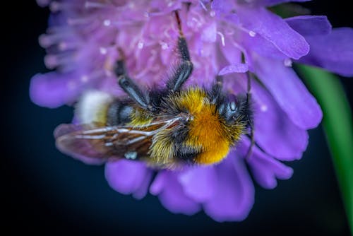 Close-Up of Bumblebee on Purple Flower
