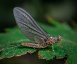 特写镜头中，一只飞蛾栖息在绿叶上，展示了翅膀的细节