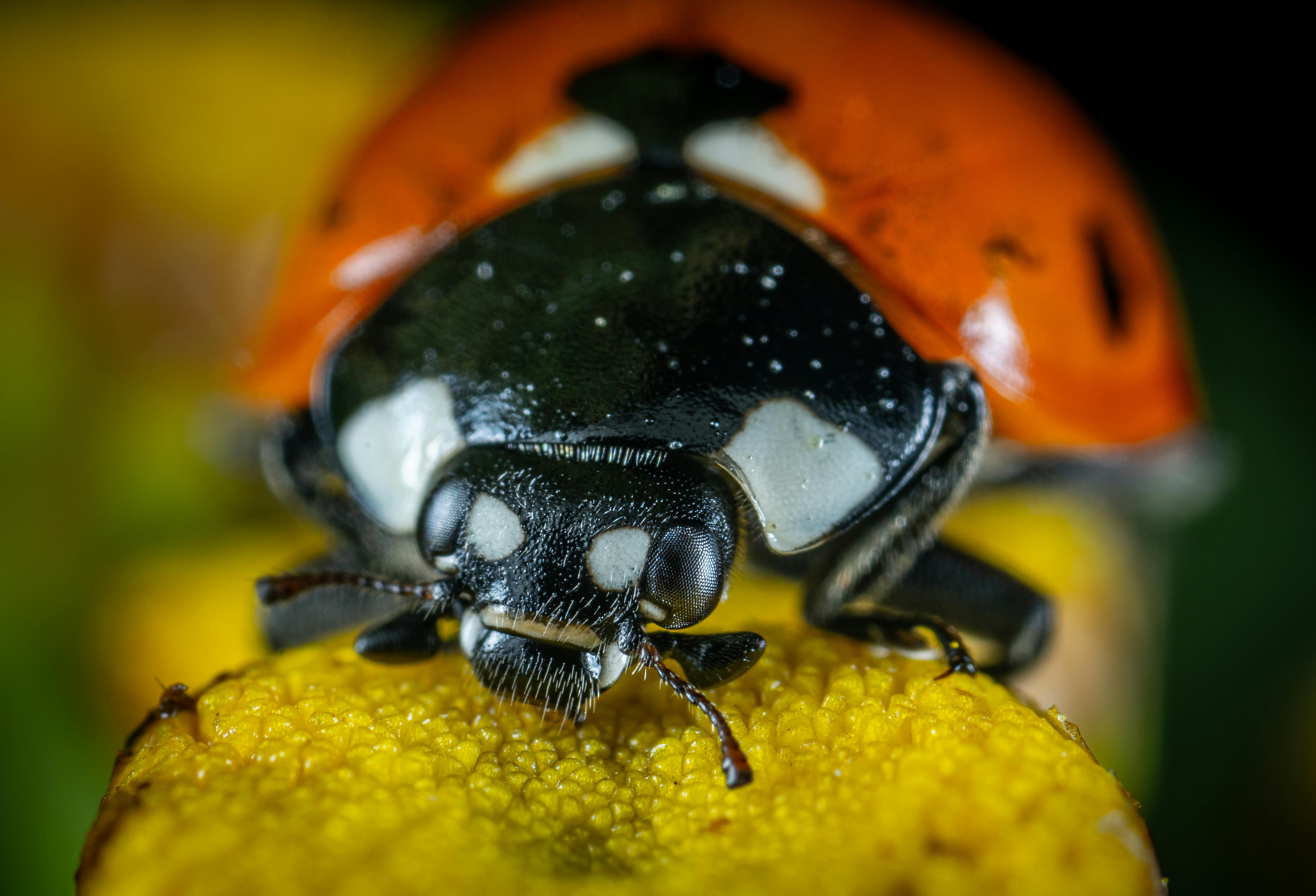 CloseUp Photo of Ladybug · Free Stock Photo