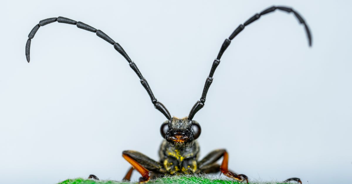 Black and White Insect on Green Leaf · Free Stock Photo