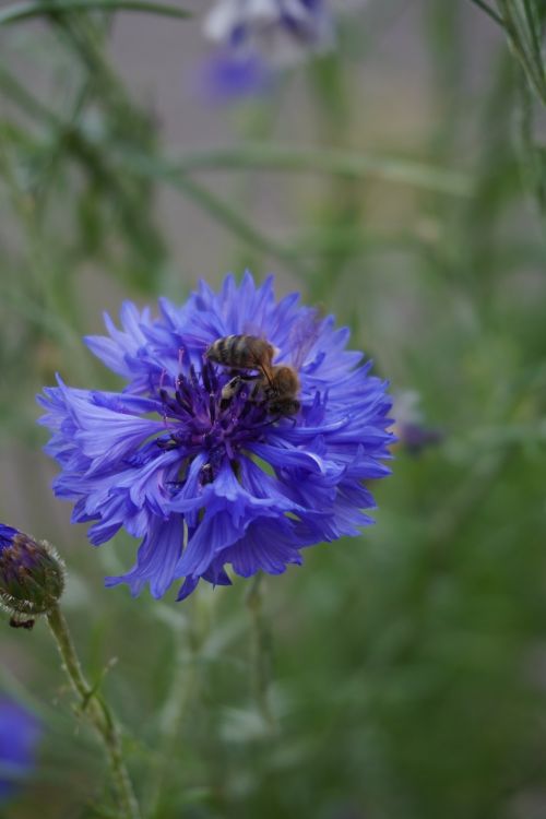 Free stock photo of bee, blue, blue flower Stock Photo