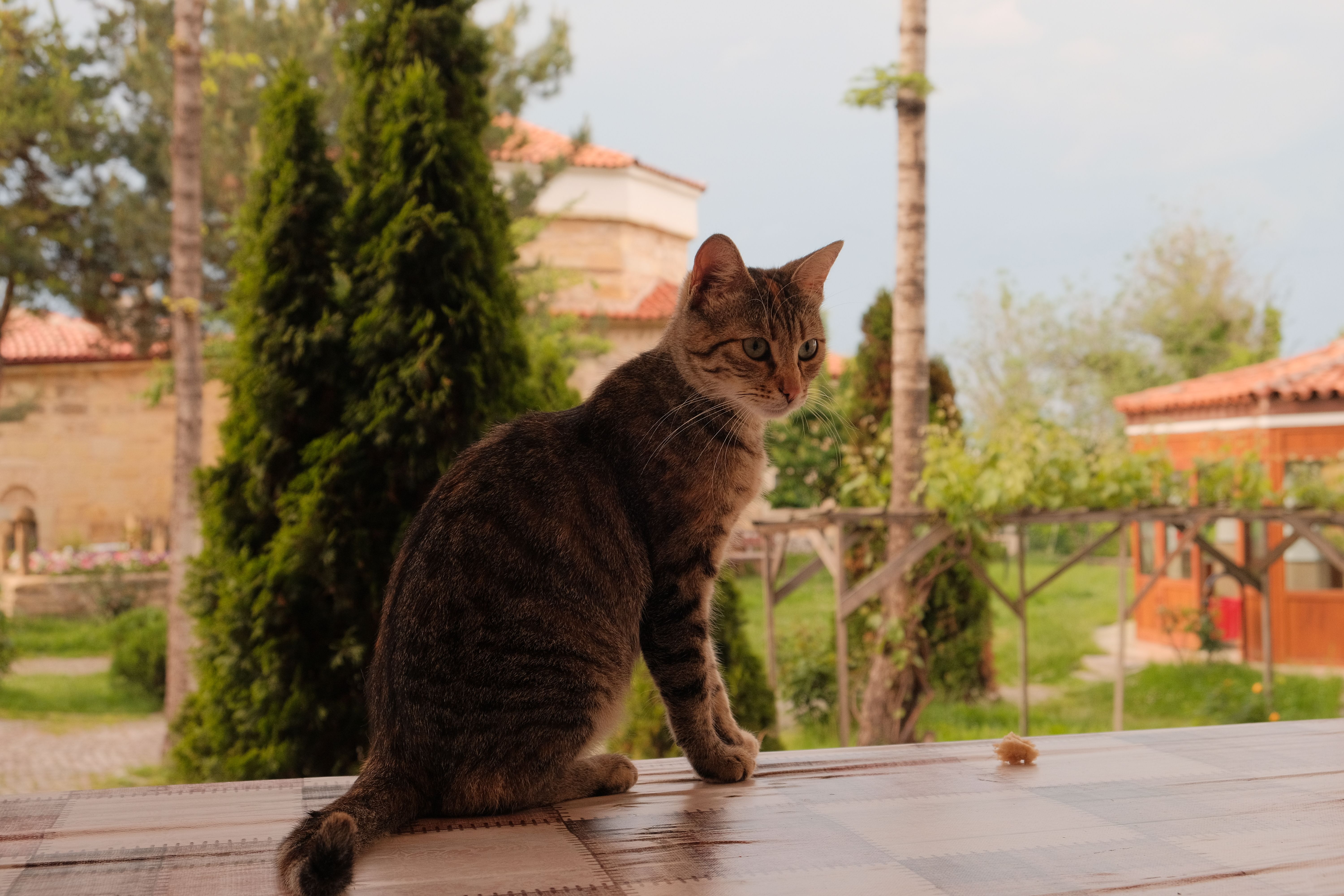 Brown cat: a brown tabby cat sitting on an outdoor table with green garden plants behind