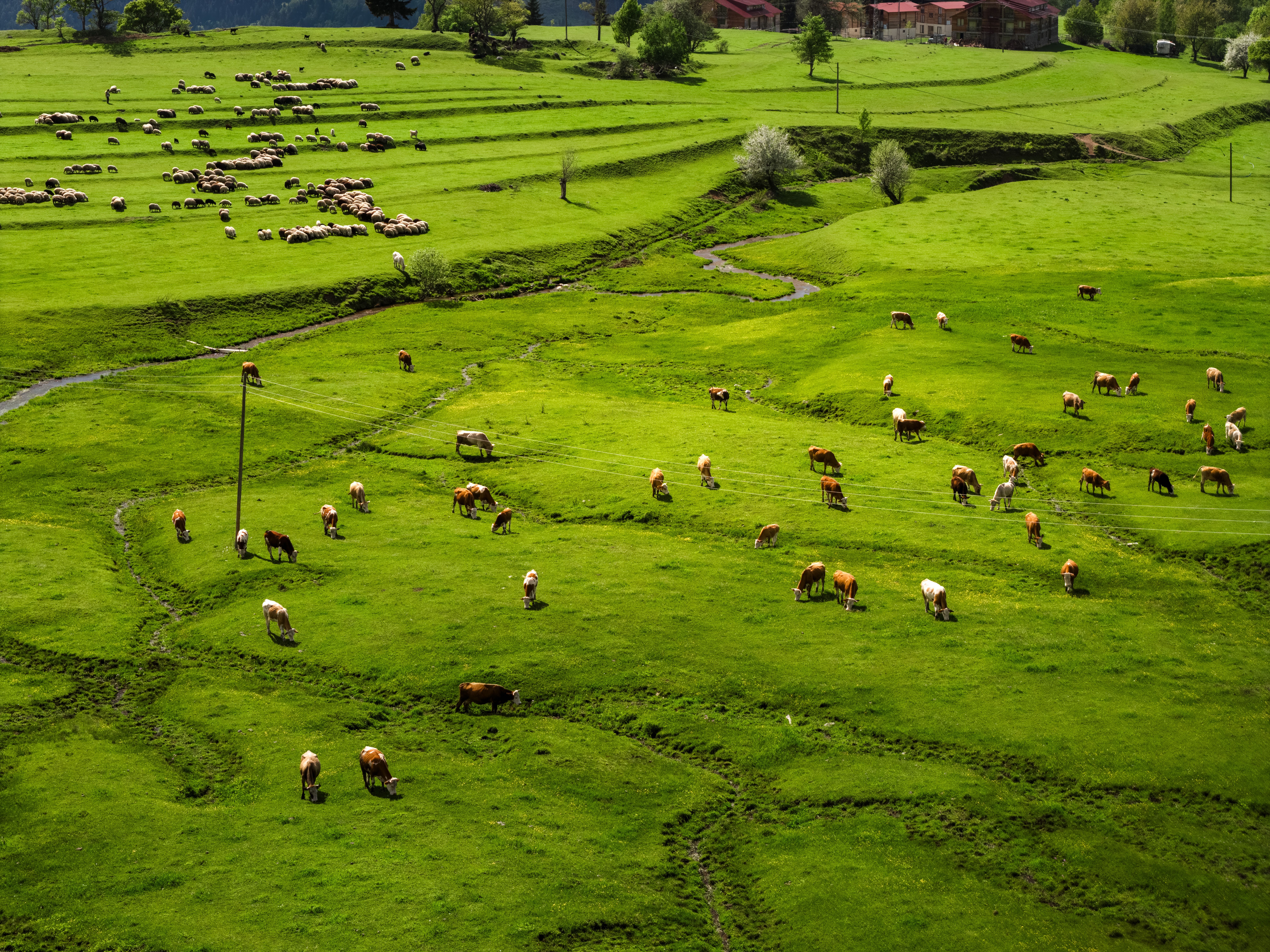 Global Certificate in Environmental Sociology: Animals and Society