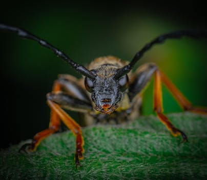 Wasp 'riding a broomstick' wows photography judges 