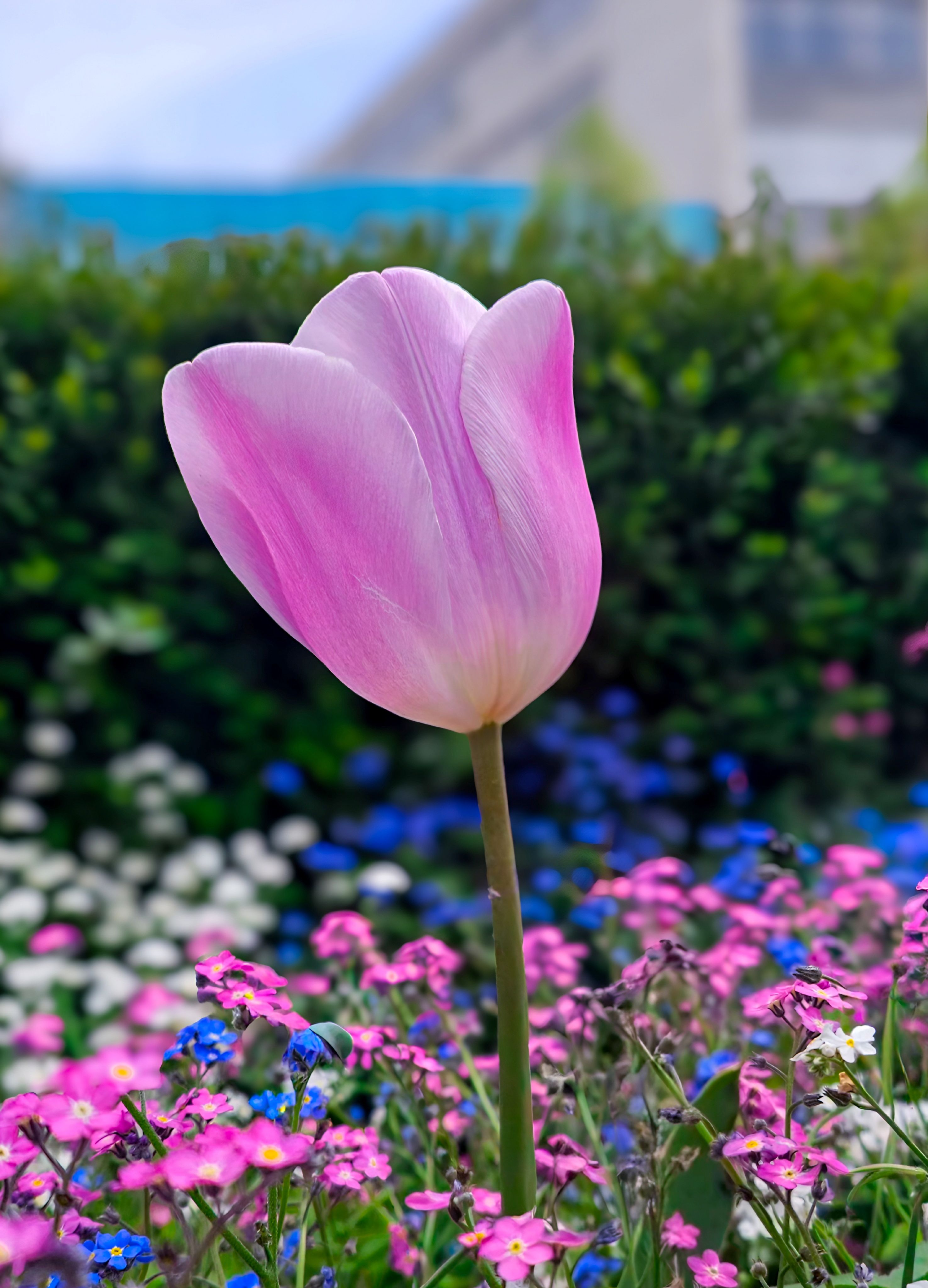 [ColoSach]-a-vibrant-pink-tulip-blooms-amidst-colorful-spring-flowers-in-a-garden-setting,-showcasing-nature's-beauty.