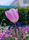 flower landscape