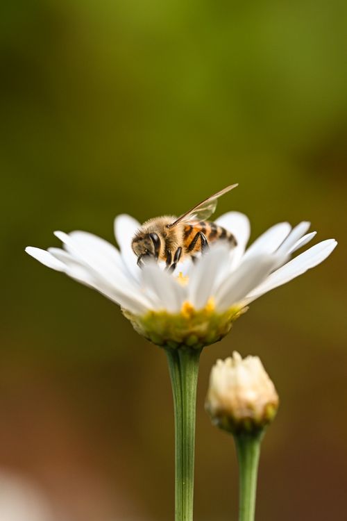 Free A close-up shot of a honeybee collecting nectar from a white daisy, showcasing nature's pollination process. Stock Photo