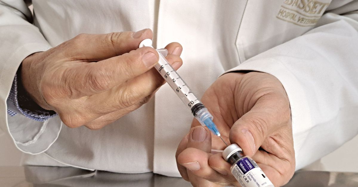 Un vétérinaire prépare une injection pour vacciner un chien lors d'une consultation