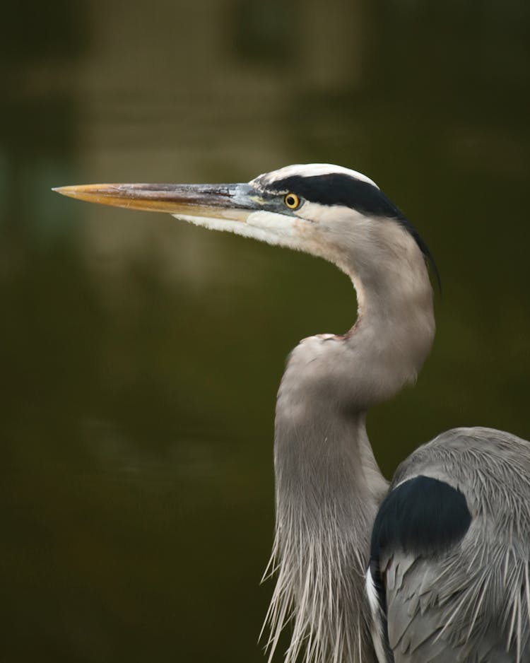 Grey Heron On Water