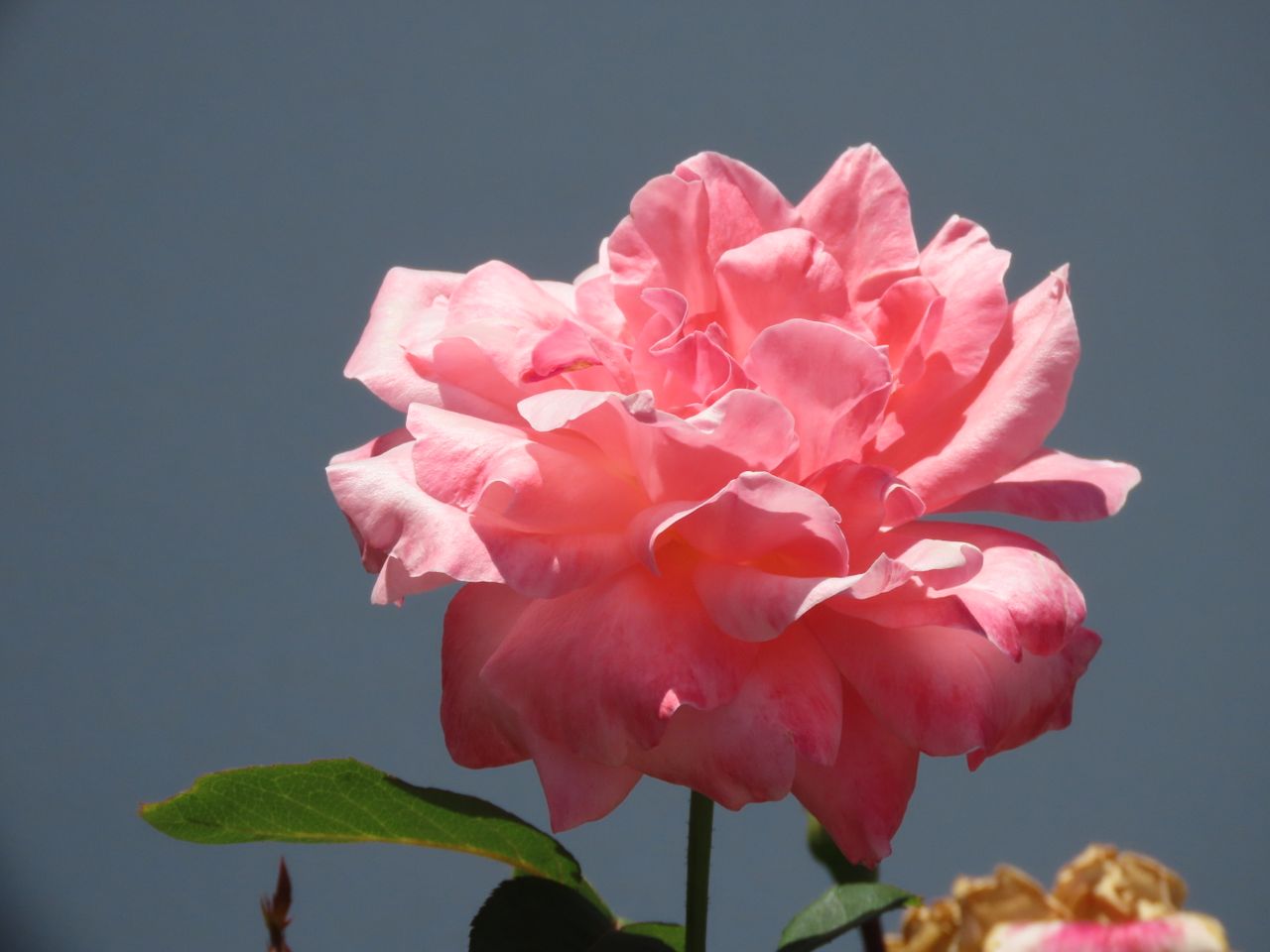 close up of a vibrant pink rose in full bloom against a clear sky in s