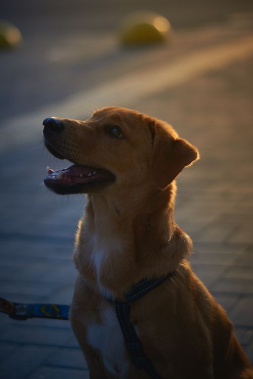 Free Golden Labrador dog leashed, sitting on pavement during a serene sunset moment outdoors. Stock Photo