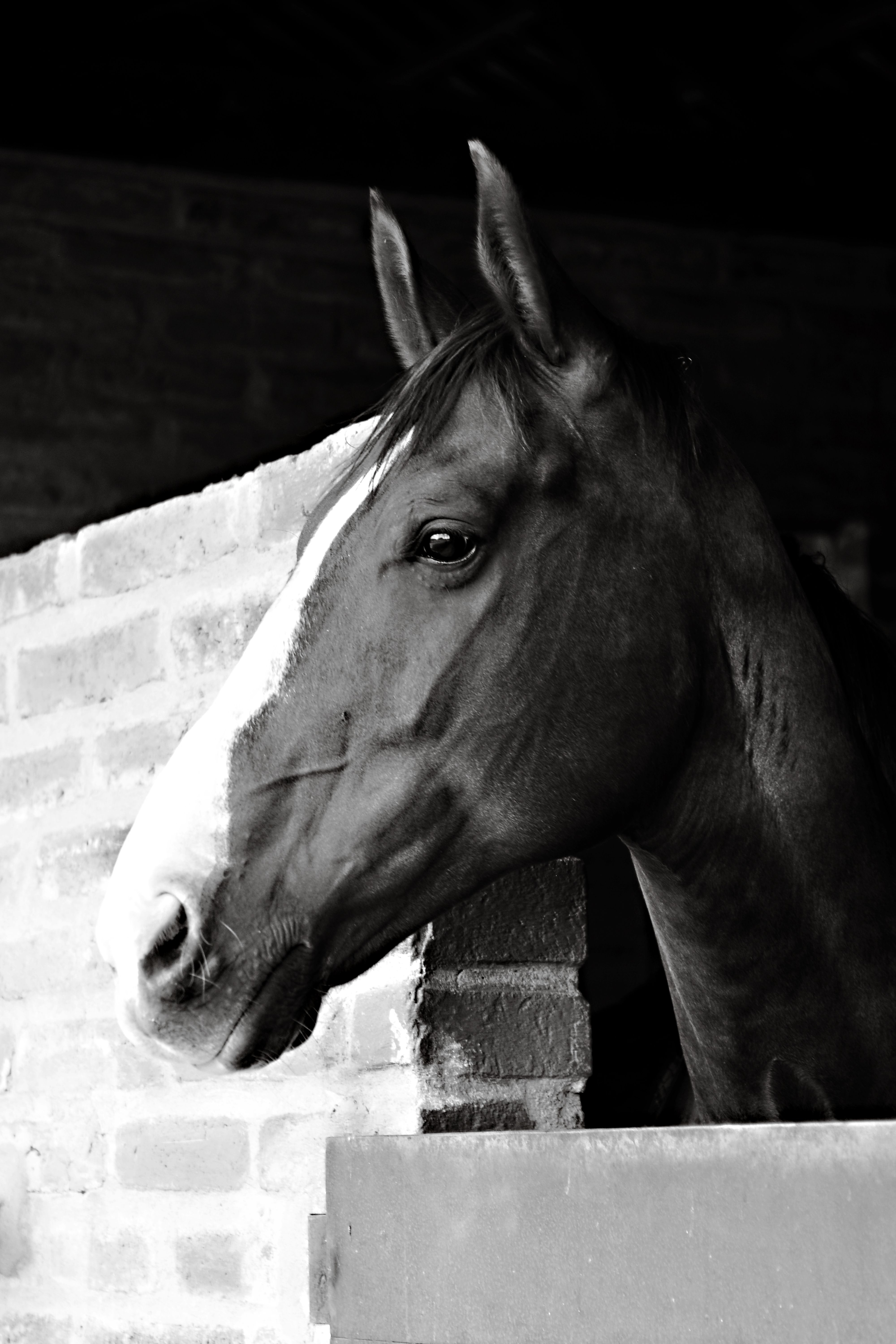 Elegant Black and White Portrait of Horses · Free Stock Photo