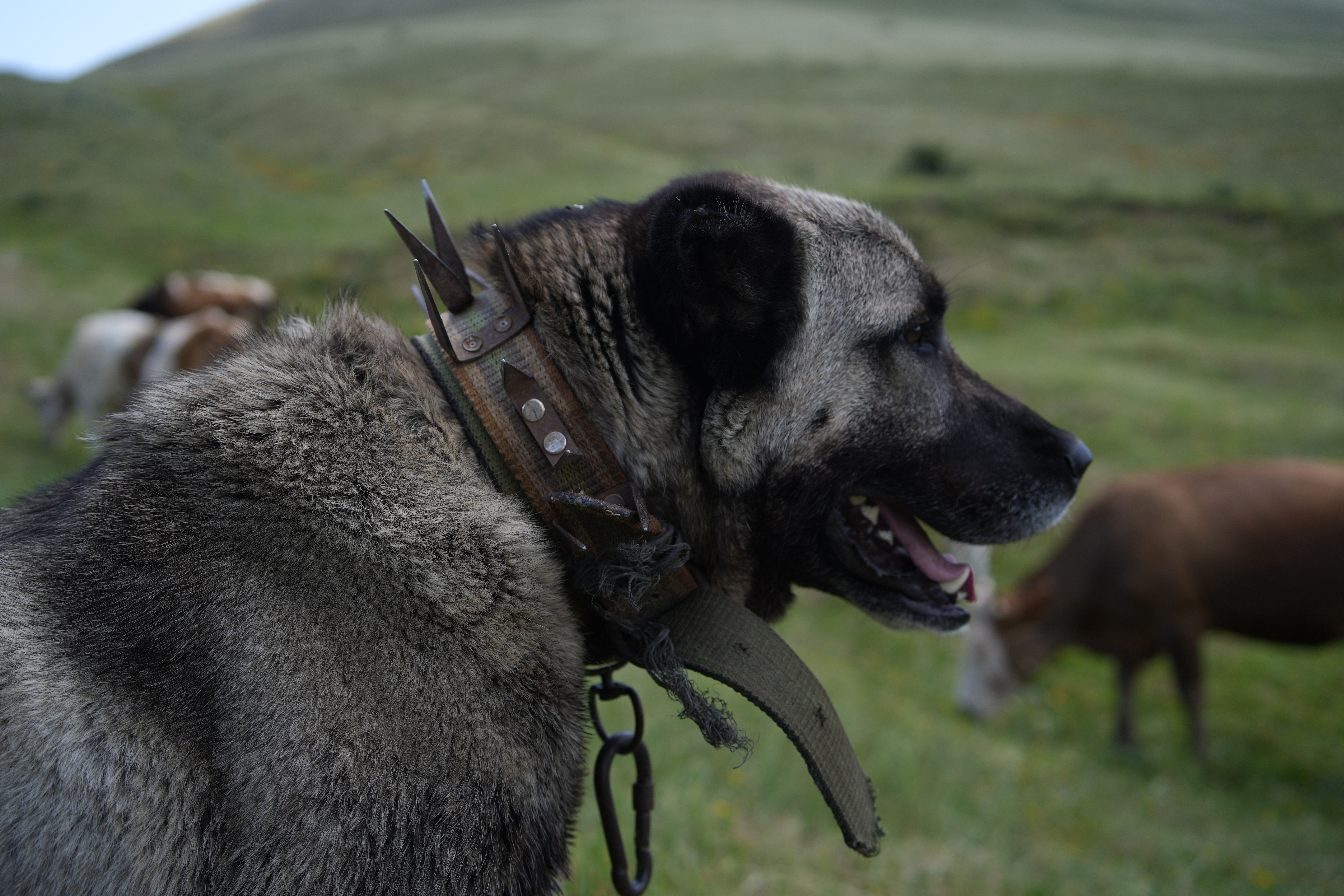 Gps Collar  Livestock Guardian On Large Rural Property