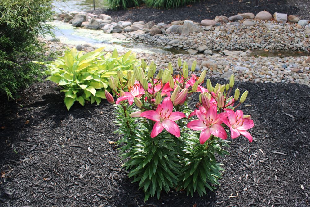 Mulch & Bed Maintenance