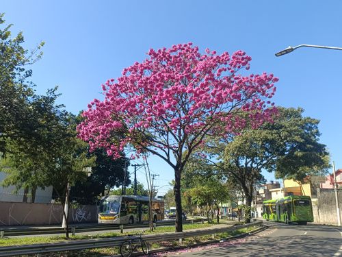 Free Beautiful pink Tabebuia tree blossoms in São Paulo street, capturing urban nature. Stock Photo