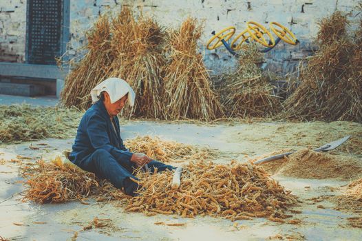 An elderly farmer processes harvested grains outdoors, showcasing traditional agricultural practices.