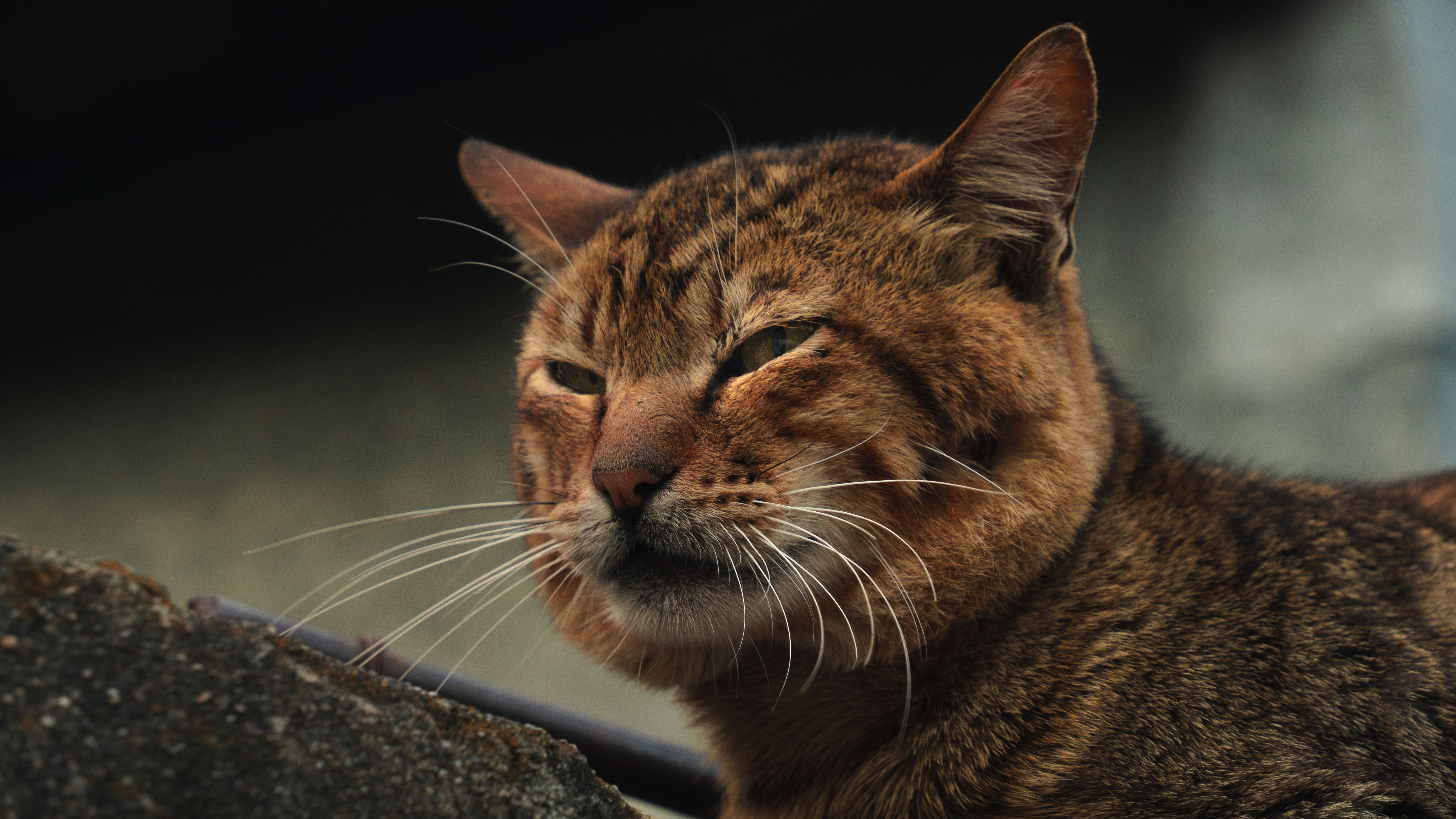 Veterinary care for a cat