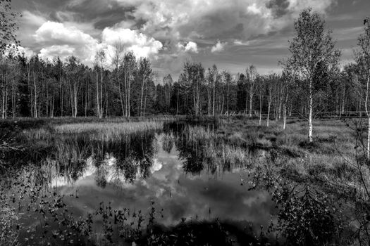 A tranquil black and white landscape with trees reflecting on a calm lake.