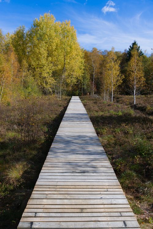 Free A serene wooden path leads through a vibrant autumn forest under a clear blue sky. Stock Photo