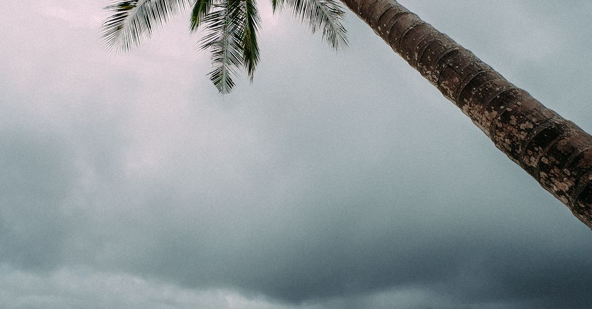 Photo by Nur Andi Ravsanjani Gusma A lone palm tree leans over a deserted beach under dramatic, stormy skies.