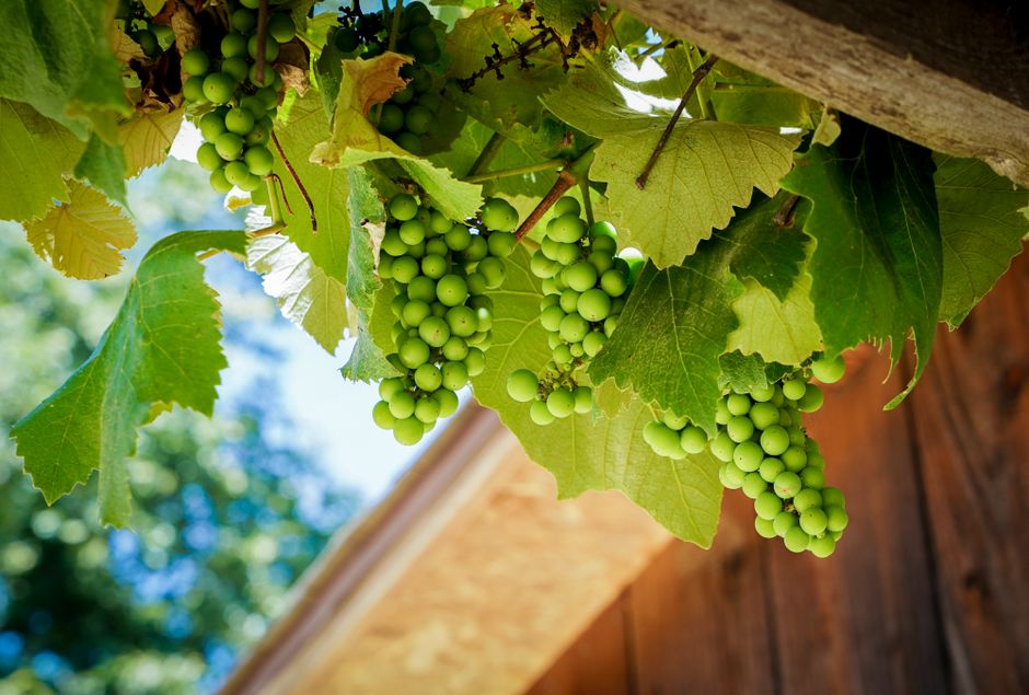 Fresh green grapes hanging on the vine, illuminated by sunlight in an outdoor vineyard setting.