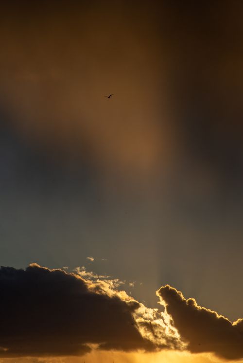 Free A striking sunset with dramatic clouds, warm colors, and a bird silhouette adds serenity. Stock Photo
