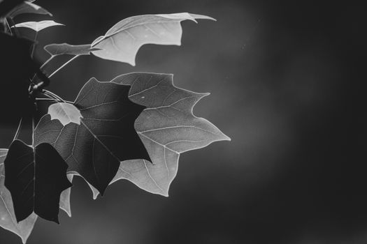 Monochrome depiction of maple leaves with detailed texture and contrast on a blurred background.