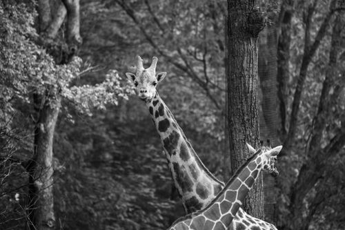 Free Two giraffes elegantly standing among trees in a serene black and white forest scene. Stock Photo