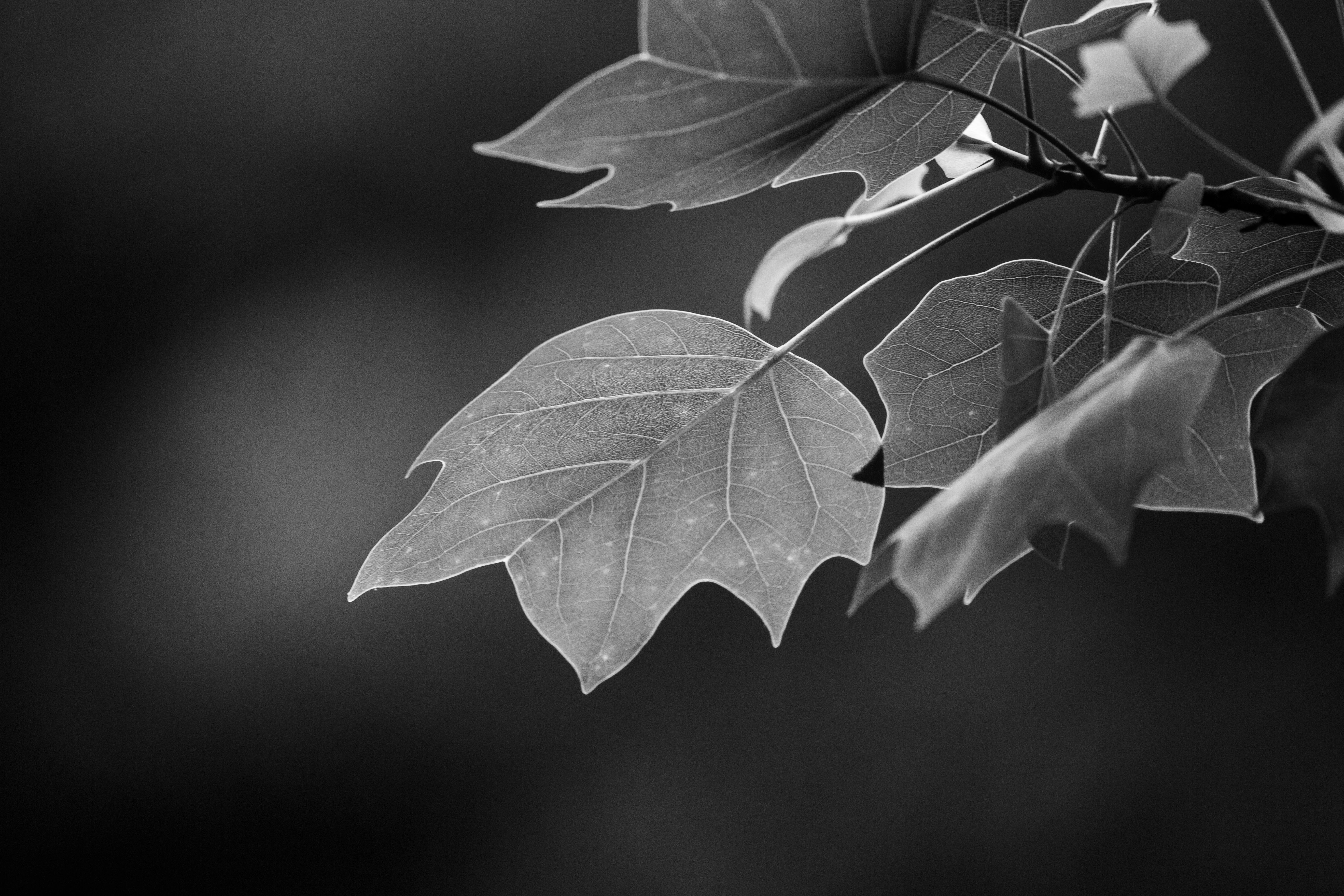 Grayscale Photo of a Maple Leaf · Free Stock Photo