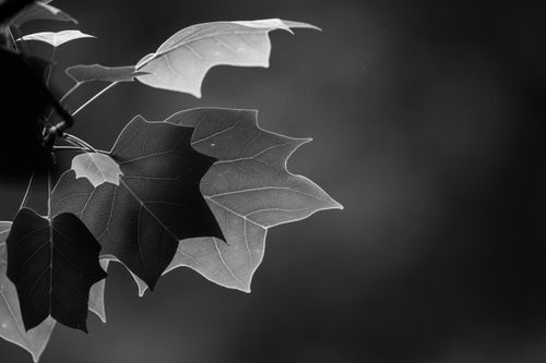 Free A close-up black and white photo of maple leaves with intricate details and soft focus. Stock Photo