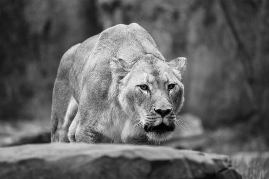 Majestic lioness prowling with intensity, captured in a striking black and white photo.
