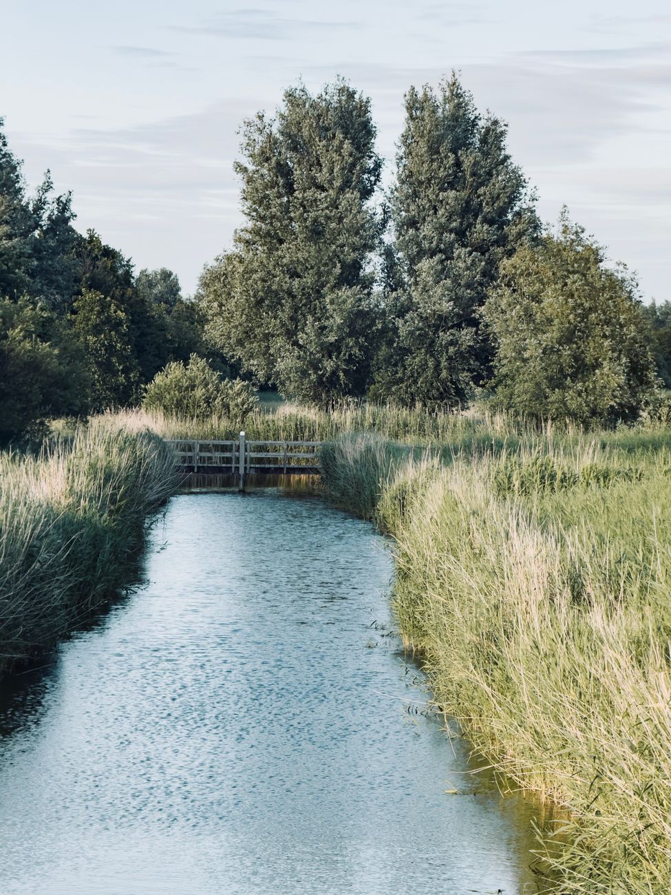 Een vredig tafereel aan een kanaal met hoge bomen en weelderige planten die weerspiegelen in het kalme water.