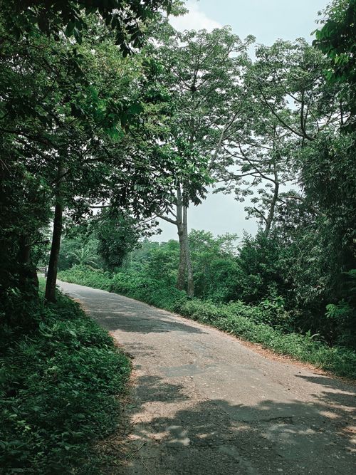 Free Peaceful winding road through lush green forest under clear blue sky, perfect for nature walks. Stock Photo
