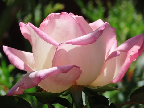 Stunning close-up of a pink rose blooming outdoors in Sydney's lush greenery.