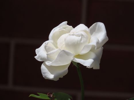 Close-up of a white rose blooming against a dark background, illuminated by sunlight.