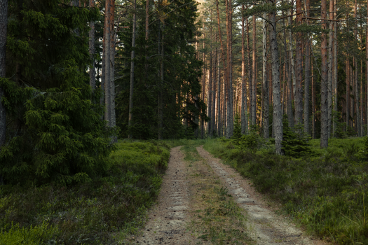 A serene path through a coniferous forest, perfect for relaxation and mindfulness.