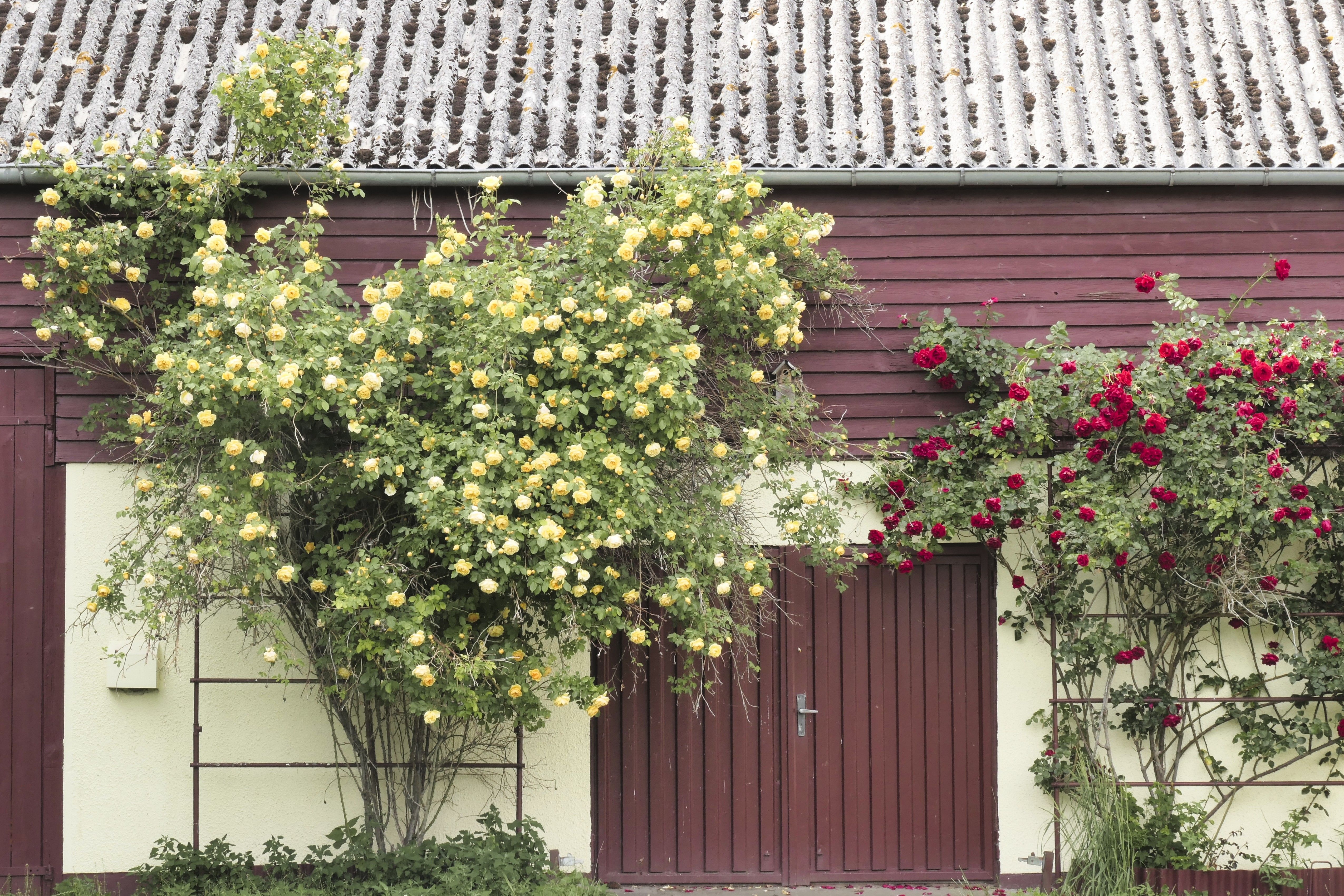 Growing Climbing Roses & Clematis Up Established Trees: Safe Support, Pruning, and Root Zone Strategies to Prevent Girdling & Ensure Mutual Health