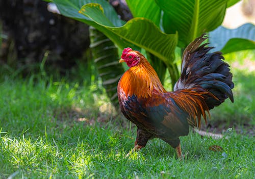 Free Red and Black Rooster on Green Grass Stock Photo