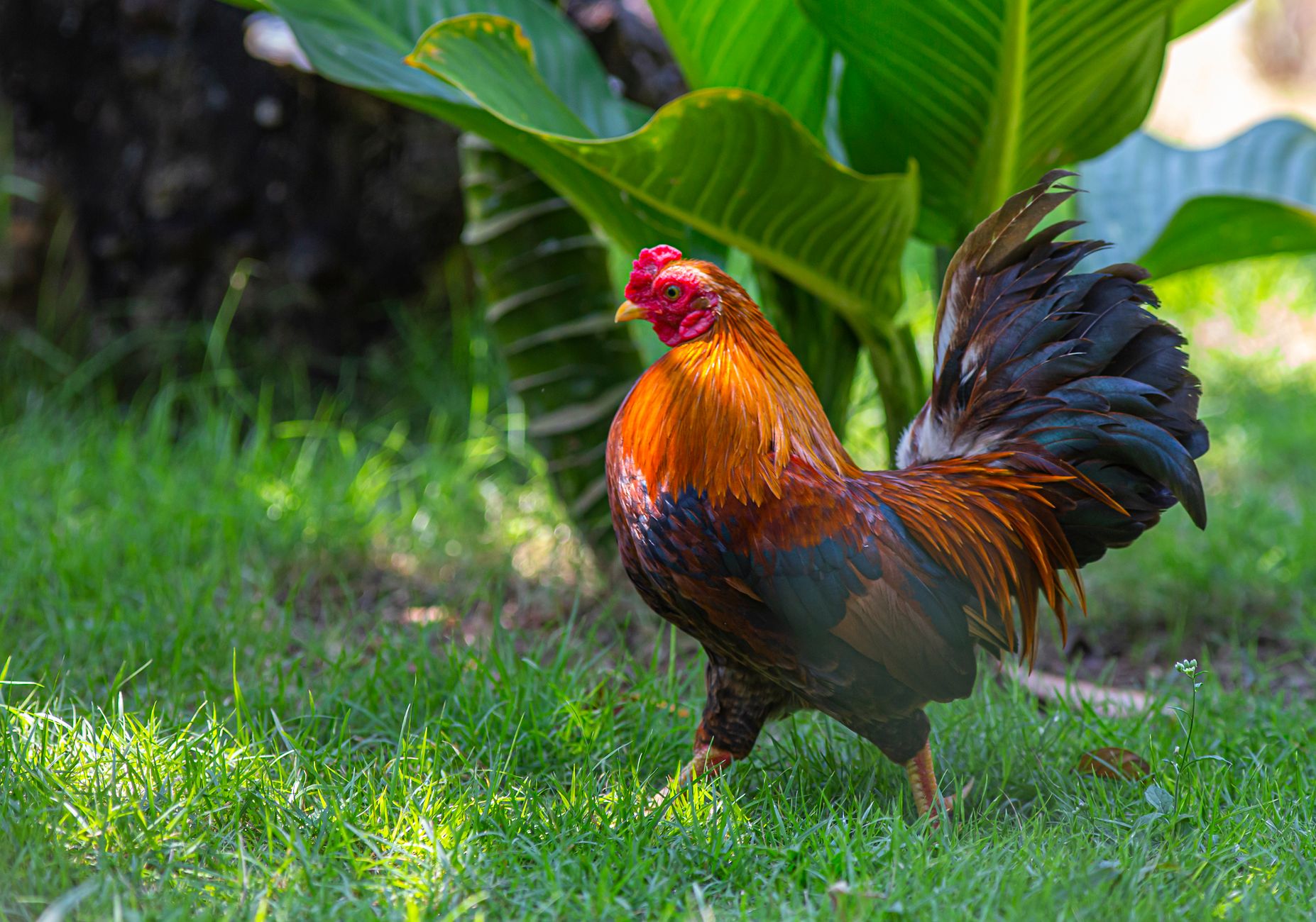 A colorful rooster struts on grass surrounded by lush green leaves outdoors.