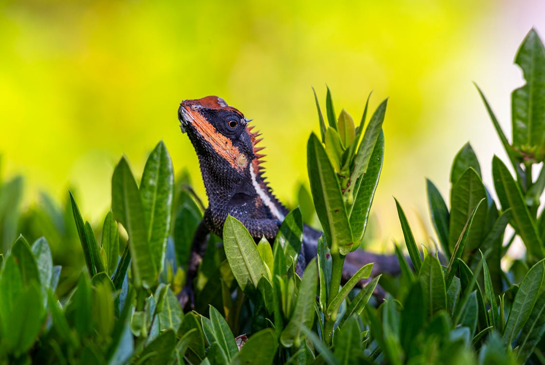 Free Black Bearded Dragon on Green Plant Stock Photo