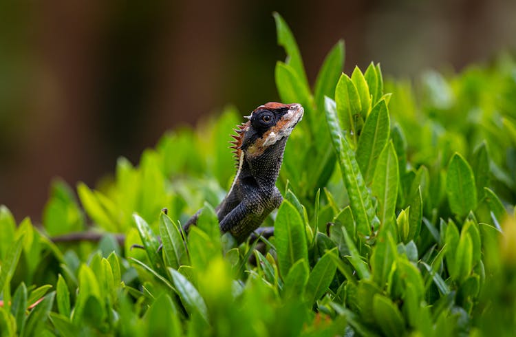 An Emma Gray's Forest Lizard Peeking Through Leaves