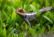 Black Bearded Dragon on Green Grass